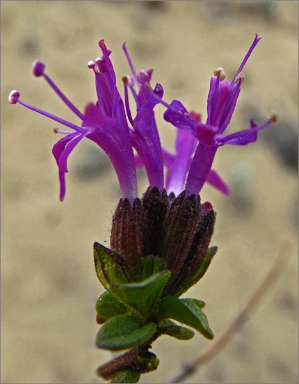 sm 296 Curley Leaved Monardella.jpg - Curley Leaved Monardella (Monardella undulata): The flower was more diminutive than usual probably because it grew on the dunes.